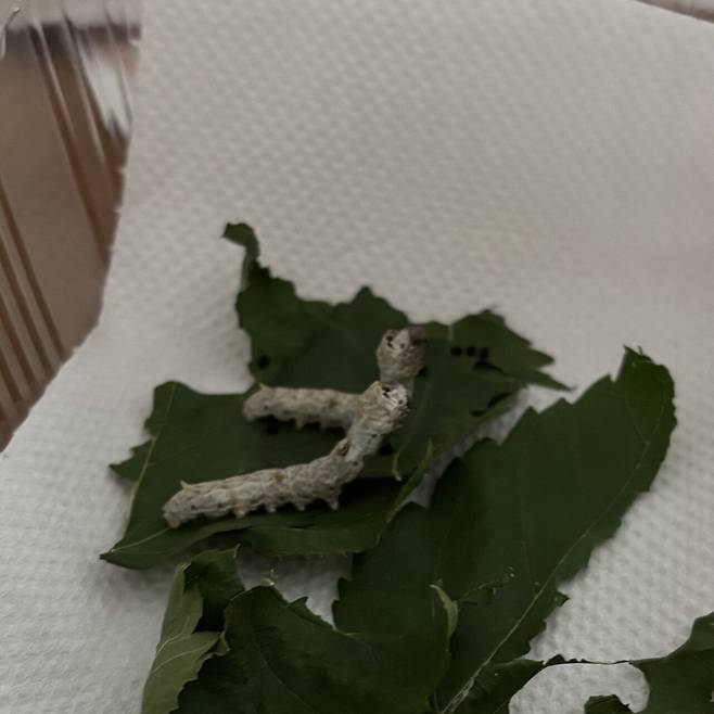 IMG_7467.jpeg 누에키우기 기록