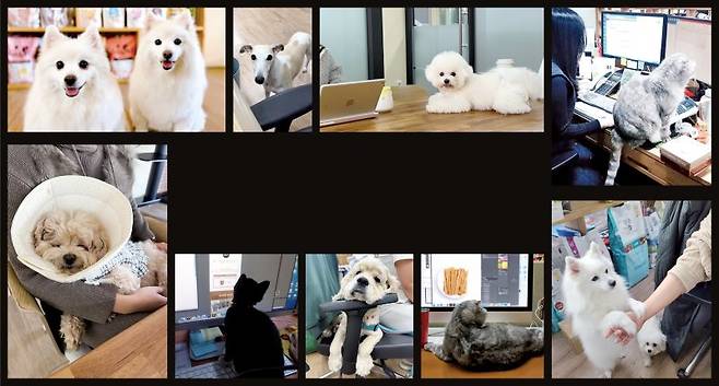 네츄럴코어 직원들이 반려동물과 동반출근해 찍은 사진 모음네츄럴코어 제공