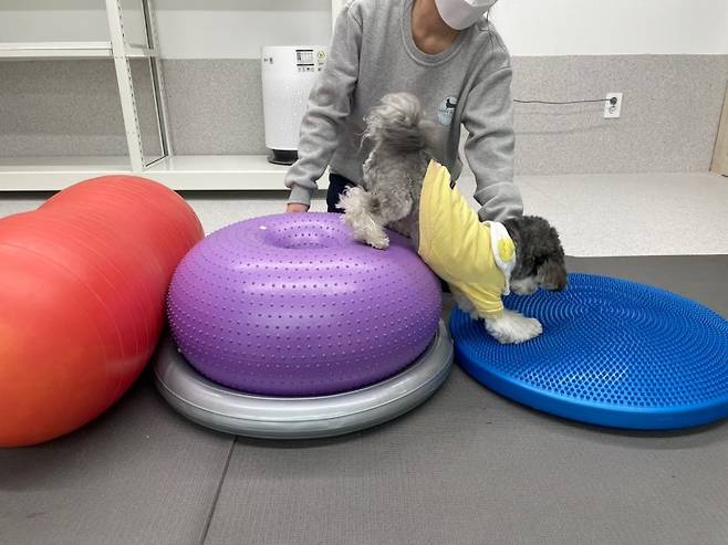 핏펫에서 운영하고 있는 강아지 유치원에서 임직원들 강아지가 뛰어놀고 있다. 핏펫 제공