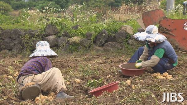 감자 수확 자료사진.