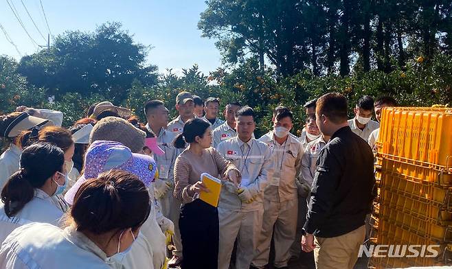 [서귀포=뉴시스] 우장호 기자 = 사진은 2023년 11월 1일 오후 제주 서귀포시 남원읍 위미리 인근 과수원에서 베트남 남딘성에서 온 외국인 공공형 계절노동자들이 감귤 수확 현장 실습을 하고 있는 모습.  (사진=제주위미농협 제공) 2023.11.01. woo1223@newsis.com *재판매 및 DB 금지