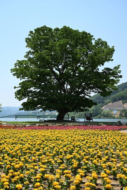 거례리 사랑 나무.