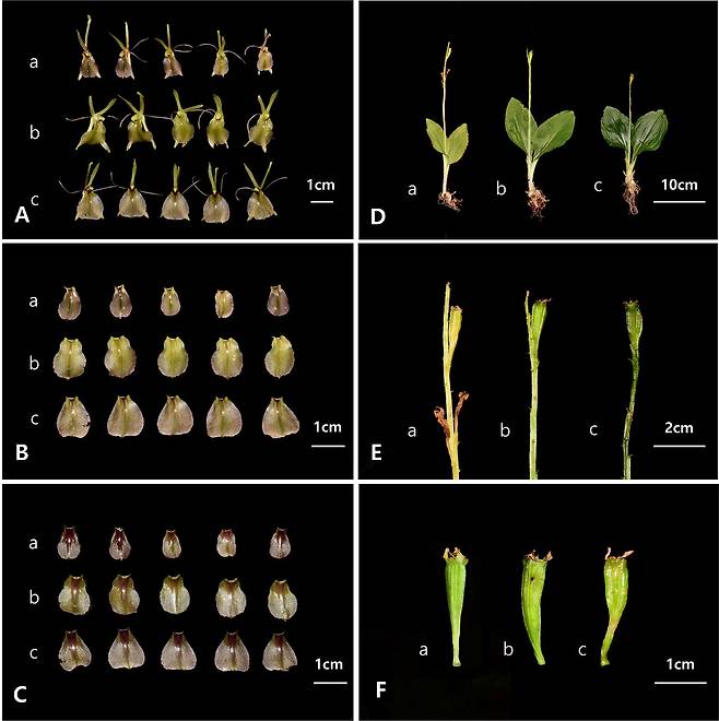 a:키다리난초 b:나리난초 c:제주나리난초 ⓒ제주의소리
