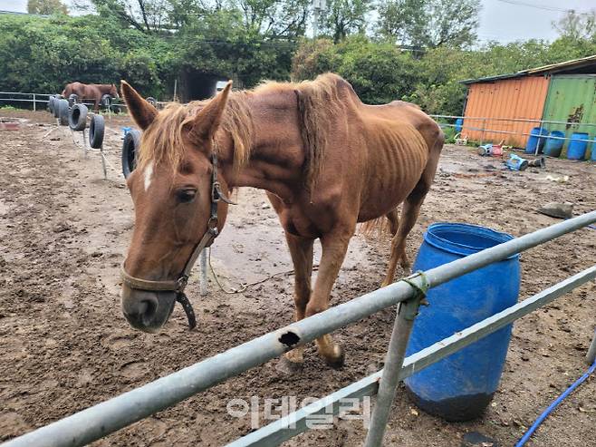 갈비뼈가 드러난 상태로 방치된 말의 모습(사진=비글구조네트워크)