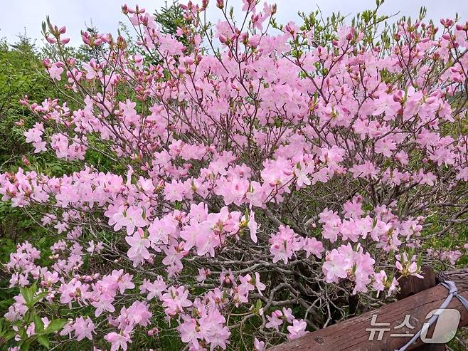 봄이면 어지러울 정도로 강하고 선명하게 피는 세석철쭉.  해발 1600m 세석평전에 꽃사태를 이루며 등반객들의 탄성을 자아내게 만든다.  지리10경에 당당히 이름을 올리고  매년 5~6월에 철쭉제가 열린다.