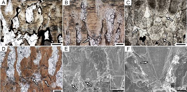 알껍데기를 확대한 사진. 화살표로 표시된 부분이 이차 알껍데기 단위 구조가 시작되는 부분이다./사이언스 어드밴시스