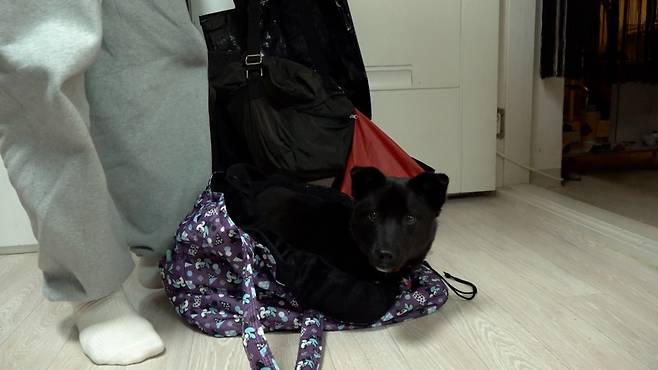 임보처에 도착한 직후 잉크의 모습. 털이 어두워 잘 보이지 않지만 긴장한 상태로 움직이지 못하고 있다. 최민석 기자