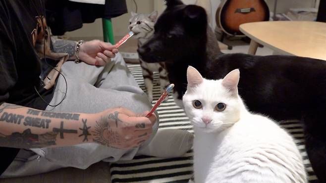 고등어태비 길동이, 소형 믹스견 잉크, 터키시 앙고라 지니가 나란히 앉아 준혁씨가 주는 간식을 받아먹고 있다. 최민석 기자