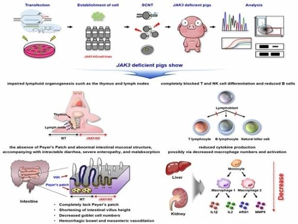 JAK3 유전자가 결손된 형질전환 미니돼지. 한국생명공학연구원 제공
