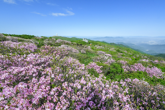 소백산에 만개한 철쭉 군락지. /영주시 제공