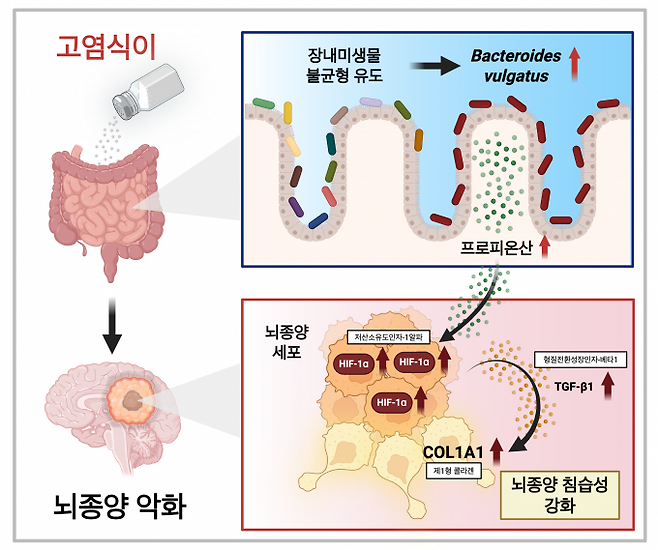 고염식이 장내미생물 프로피오네이트 축이 교모세포종 진행을 유도하는 기전을&nbsp;나타낸 모식도. KAIST 제공