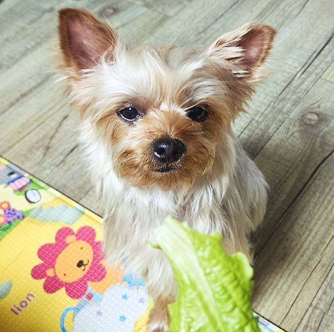 20250531_214209.jpg 저녁 통삼겹 굽고 그 기름에 파전