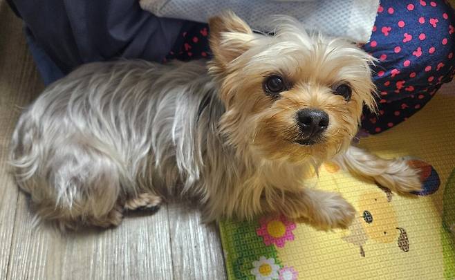 20250531_223626.jpg 저녁 통삼겹 굽고 그 기름에 파전