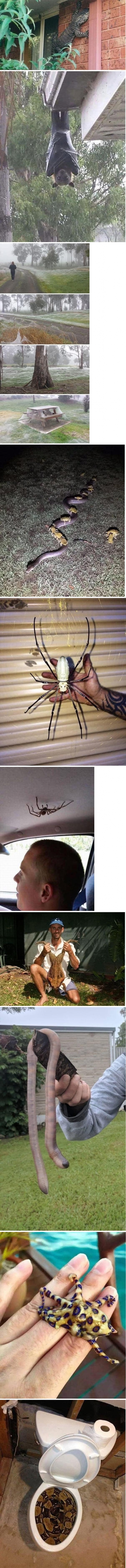 호주가 아직도 "야생의 대륙"인 이유