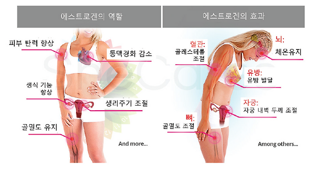 에스트로겐의 다양한 작용: 몸매조절호르몬? [안철우