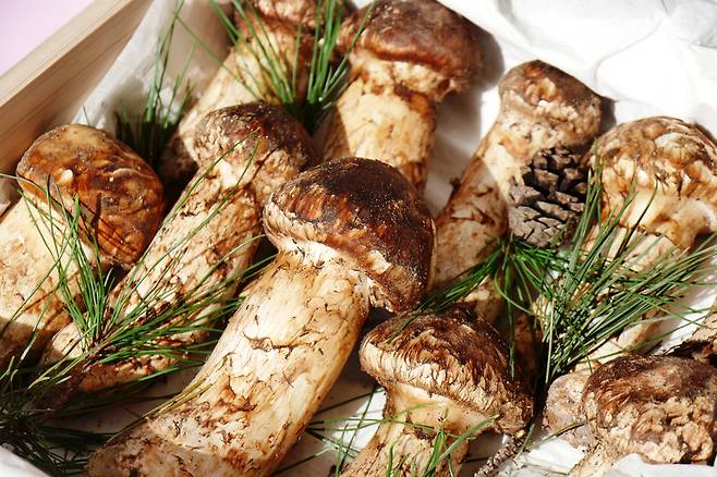 귀하디 귀한 송이버섯의 아.우.라.