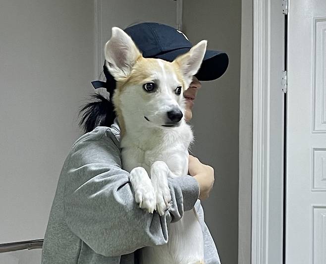 동물 유기는 또다른 사회적 문제를 낳는다.[사진 | 연합뉴스]