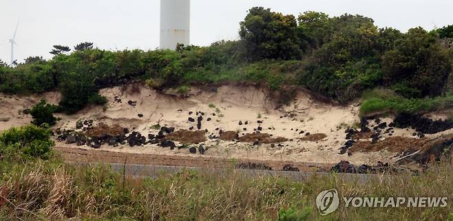 연결이 단절된 김녕사구 단면 [촬영 고성식]