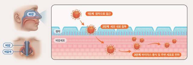 호흡기 바이러스 비강 내 침투 및 증식 과정｜출처: 하이닥