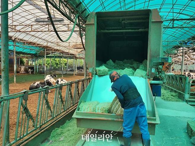 TMR 사료를 주고 있는 모습. ⓒ데일리안 김소희 자