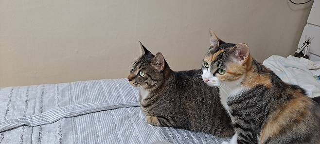 8704f529cd52e78b6c292ed3bcd23940.jpg 요즘 뭐 지브리 프사 유행 다 지나긴 했는데 우리 나비 신비도 해봤음