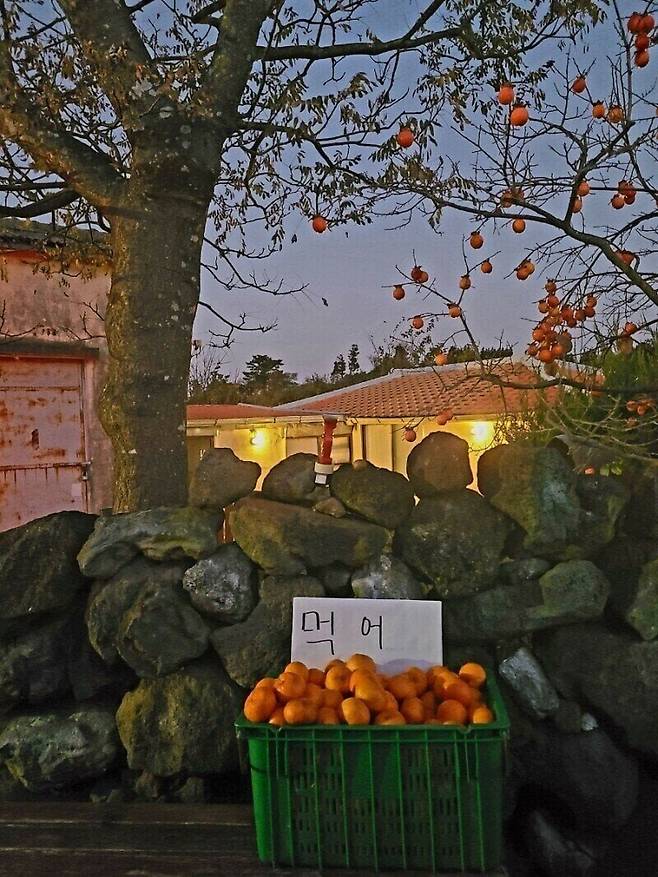 18b7aeadfc517fc3a.jpg 제주도 가면 귤 안사먹어도 되는 이유