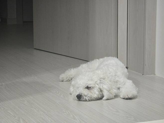 20250420_233350.jpg 우리집 강아지 리밥풀 보고가