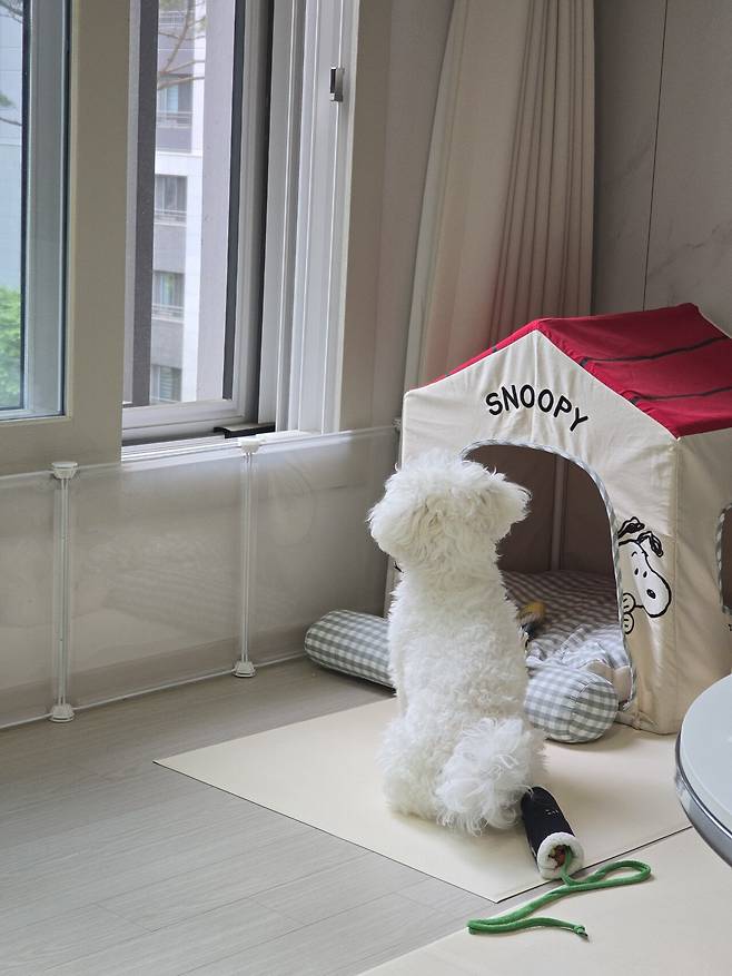 20250505_130008.jpg 우리집 강아지 리밥풀 보고가