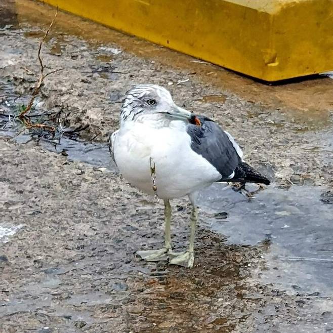 2020년 포항 양포항에서 포착된 갈매기. 클린낚시캠페인본부 제공