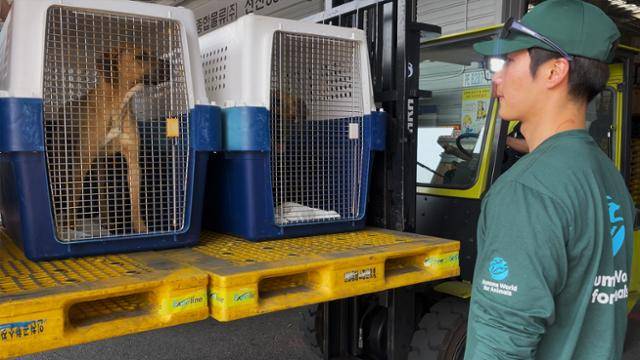 이상경 휴메인 월드 포 애니멀즈 캠페인 팀장이 지난달 31일 미국으로 보내기 위해 공항으로 가는 차에 실은 구조견을 바라보고 있다. 휴메인 월드 포 애니멀즈 제공