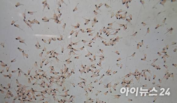 갓 부화된 열목어. [사진=경북도청]