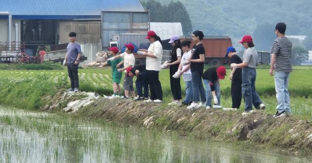 ▲ 철원군 묘장초 학생들이 학교 근처 논에서 우렁이를 직접 뿌리며 친환경 농사체험을 실시했다.