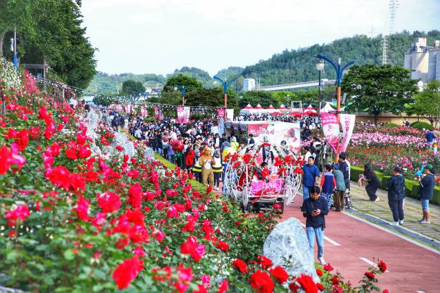 ▲ 2025 삼척 장미축제’가 동해안 최대 장미꽃 단지인 삼척 오십천 장미공원에서 지난 지난달 23일부터 1일까지 열흘간 열렸다.