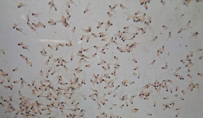 경북도 민물고기연구센터가 열목어의 수정란을 통해 부화시킨 어린 열목어. 경북도 제공