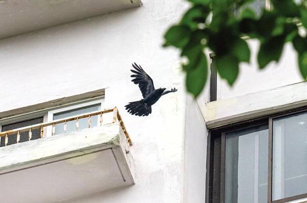 2일 부산 연제구의 한 대단지 아파트에서 까마귀가 날개짓을 하고 있다. 최근 이 아파트에서 까마귀가 입주민을 공격하는 사례가 잇따른다. 이원준 기자 windstorm@kookje.co.kr