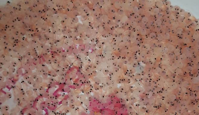 멸종 위기 야생동물 Ⅱ급인 열목어는 청정지역을 상징하는 어류로 봉화군 백천계곡 서식지는 천연기념물 제74호로 지정돼 있다. 사진은 부화 중인 열목어.    경북도 제공