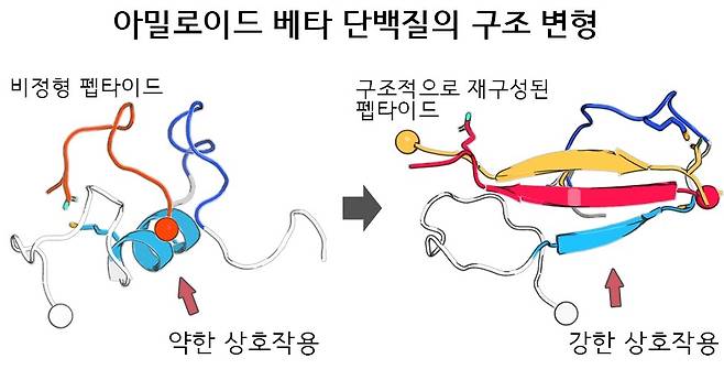 비정형 펩타이드의 구조적 재구성을 통한 아밀로이드 베타 단백질 결합 강화 및 단백질 응집 억제 효과 향상.[고려대학교 제공]