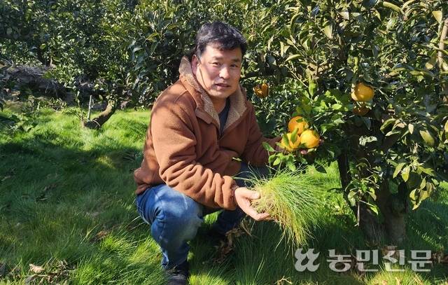 제주에서 한라봉을 초생재배 하는 김융길 대풍농장 대표가 들묵새를 손에 들고 해당 풀을 활용한 초생재배에 대해 설명하고 있다.