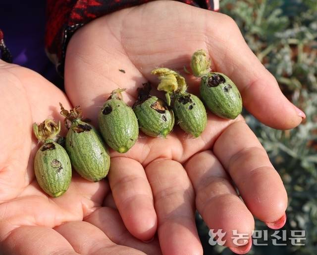 같은 날 세차게 내린 우박에 상처를 입고 검게 썩어가는 수박.