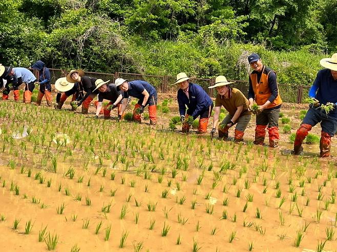 문경 돌리네습지에서 전통 모내기를 하는 모습. /문경시 제공