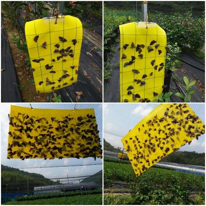 해충포획기. 전남도 제공