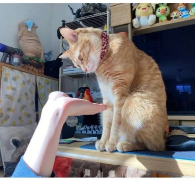 고양이한테 손 달라고 하면?