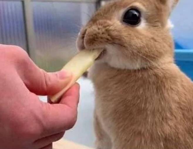 처음 먹는 사과 맛에 놀란 아기토끼