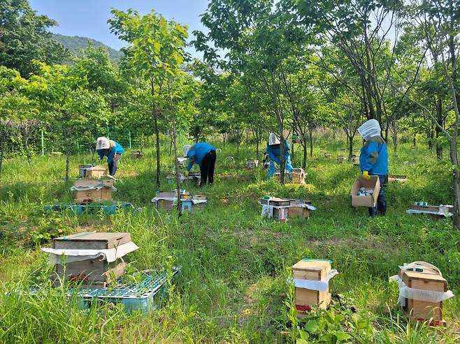 지난달 29일 전북 부안군 위도 '꿀벌위도격리육종장'에서 국립농업과학원 연구진들이 토종벌 벌통을 살피고 있다. 사진=최용준 기자