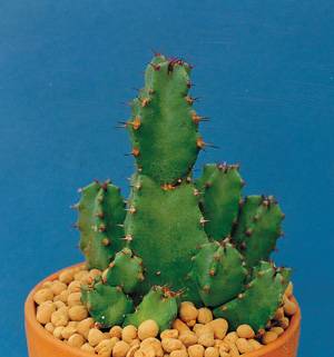 선인장과 식물인 백각기린에서 추출한 레시니페라톡신이 암 환자 통증 완화에 효과적이라는 연구 결과가 나왔다/사진=경기도농업기술원 선인장다육식물연구소