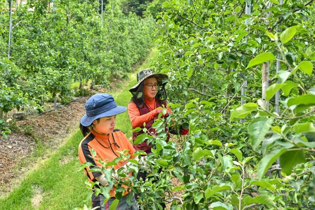 ▲ 정선 고양산사과농장 신현희 대표가 부친 신병규씨와 사과 적과 작업을 하고 있다.