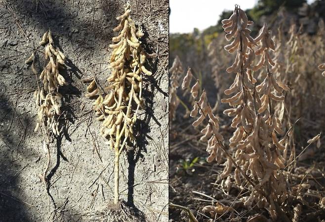 기존 콩 품종인 풍산과 다수확 콩인 행복한 1호(오른쪽) 비교. 사진=CJ제일제당