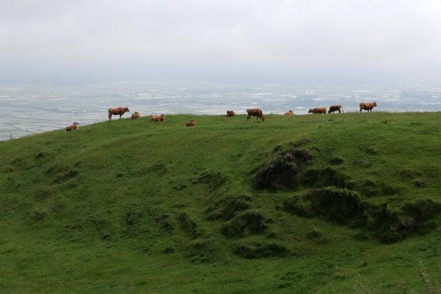 쿠사센리 주변에서 방목으로 키우는 소떼. / JAPAN NOW