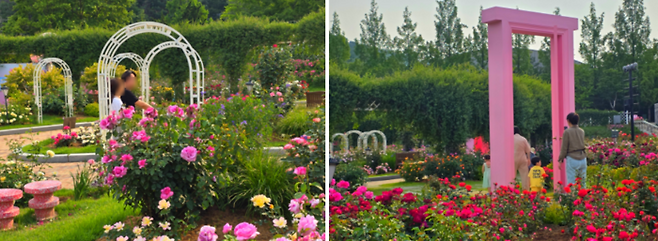 에버랜드 로로티 현장 사진 / 사진=김혜성 여행+ 기자