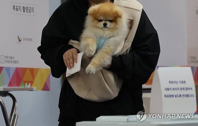 댕댕이와 함께 투표 (서울=연합뉴스) 이진욱 기자 = 제21대 대통령선거일인 3일 서울 은평구 동명여고에 마련된 투표소에서 한 시민이 강아지와 함께 투표를 하고 있다. 2025.6.3 cityboy@yna.co.kr